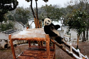 A giant panda has fun on a wooden stand in the snow at Huangshan Panda Ecological Paradise in Xiuning county, Huangshan city, east China's Anhui province, 22 January 2016. clipart