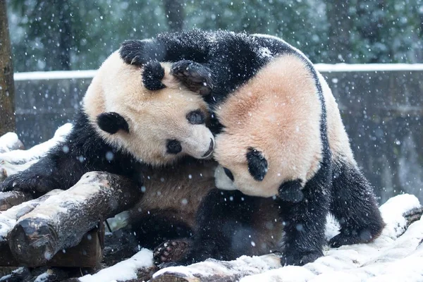 在中国东部浙江省杭州市雪中的杭州动物园 大熊猫双胞胎程达和程晓互相玩耍 — 图库照片