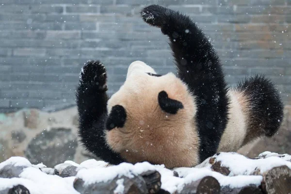 Salah Satu Raksasa Kembar Panda Bermain Kebun Binatang Hangzhou Salju — Stok Foto