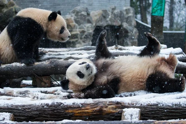 在中国东部浙江省杭州市雪中的杭州动物园 大熊猫双胞胎程达和程晓互相玩耍 — 图库照片