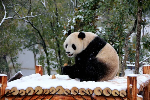 在中国东部安徽省黄山市秀宁县黄山熊猫生态乐园 一只大熊猫在雪中的木架上吃东西 — 图库照片