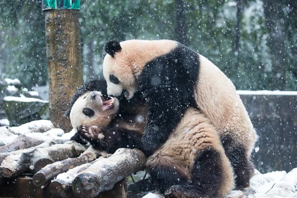 杭州市 中国東部の浙江省 2016 日雪の中で杭州動物園でジャイアント パンダの双子の大股と Chengxiao 他で遊ぶ — ストック写真