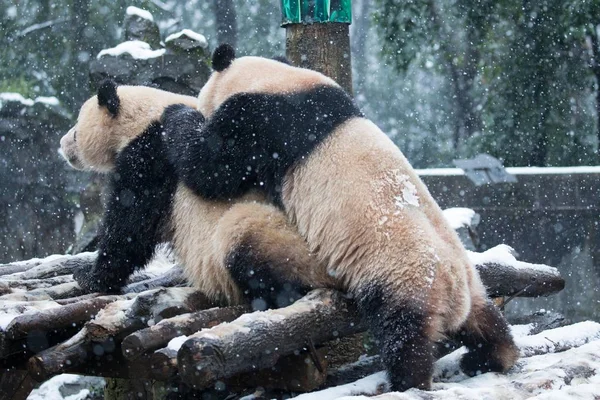 Giant Panda Δίδυμα Chengda Και Chengxiao Παίζουν Άλλο Στο Hangzhou — Φωτογραφία Αρχείου