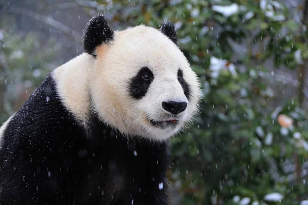 在中国东部安徽省黄山市秀宁县黄山熊猫生态乐园的雪中的木架上 一只大熊猫在木架上玩耍 — 图库照片