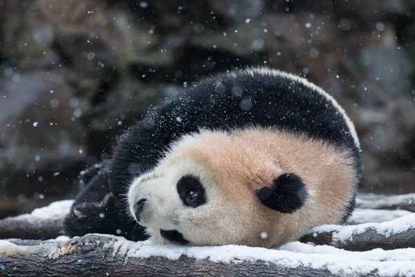 2016年1月21日 在中国东部浙江省杭州市的雪中 一只大熊猫双胞胎在杭州动物园玩耍 — 图库照片