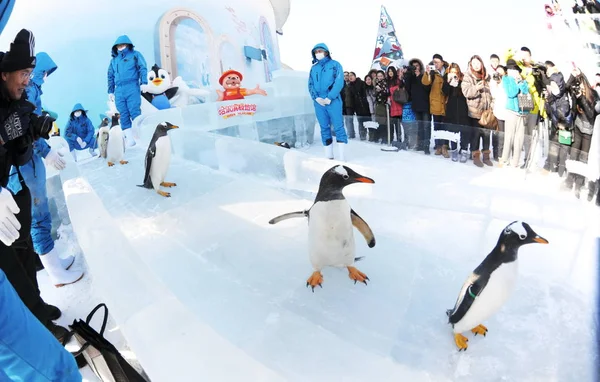2016年1月20日 在中国东北黑龙江省哈尔滨市的哈尔滨极地 企鹅在寒冷的天气中在冰滑梯上散步 — 图库照片