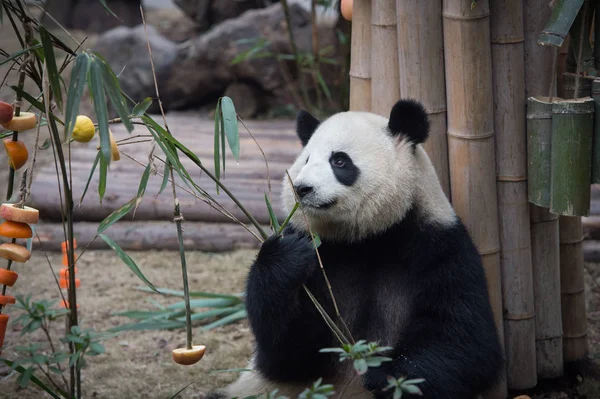 Óriás Panda Miao Miao Eszik Bambuszrügy Mint Újév Ünnep Kína — Stock Fotó