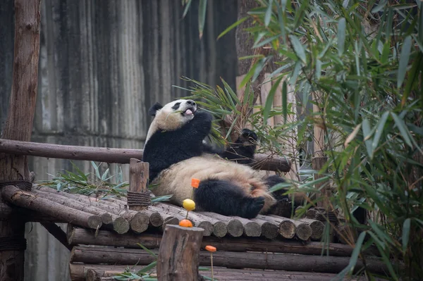 Panda Géant Miao Miao Mange Des Pousses Bambou Plutôt Que — Photo