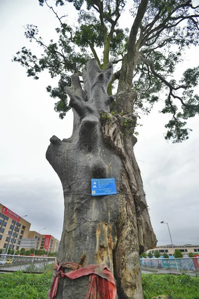 Ein 402 Jahre Alter Baum Wird Beim Bau Einer Neuen — Stockfoto