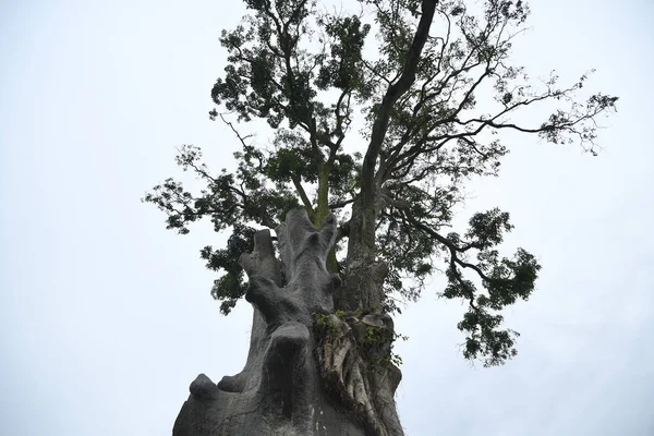 2019年1月 在中国南方广西壮族自治区南宁市修建一条新路时 一棵有402年历史的树获救 — 图库照片