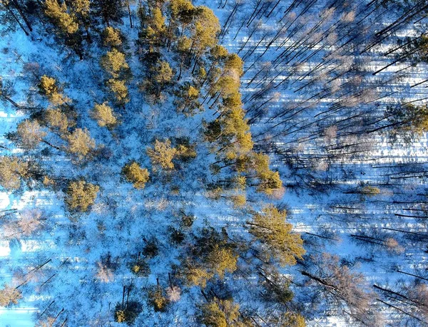 Paysage Des Forêts Enneigées Chaîne Montagnes Grand Khingan Également Connue — Photo