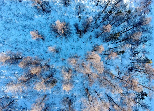 Landschaft Aus Schneebedeckten Wäldern Größeren Khingan Gebirge Auch Bekannt Als — Stockfoto