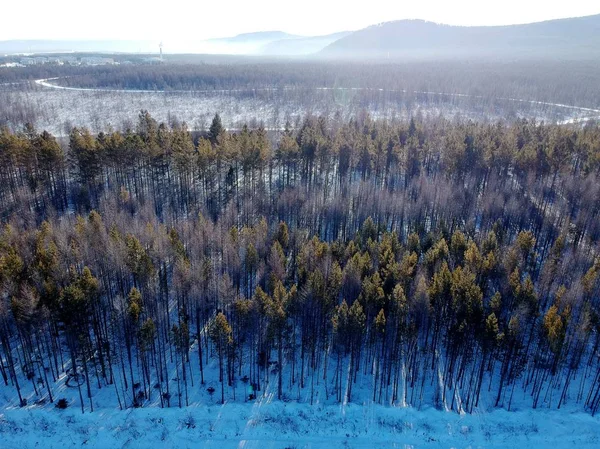 Karla Kaplı Ormanlar Büyük Khingan Sıradağları Olarak Bilinen Son Kalan — Stok fotoğraf