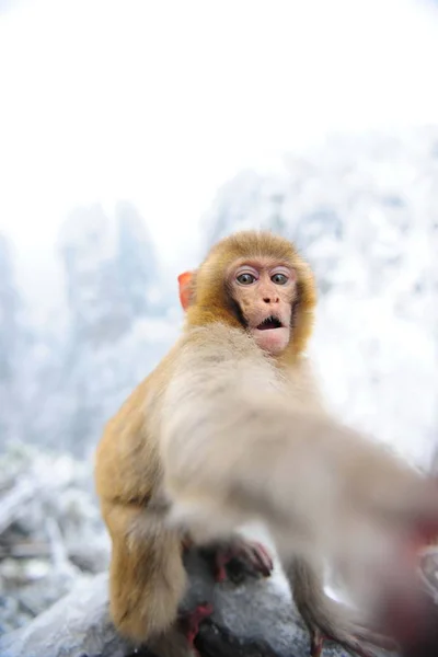 Macaco Busca Lente Una Cámara Parque Forestal Nacional Zhangjiajie Zona — Foto de Stock