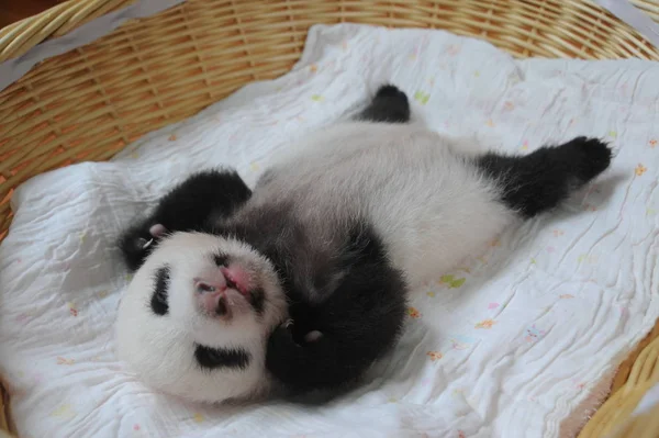 Cachorro Panda Gigante Representa Una Canasta Centro Crianza Investigación Pandas —  Fotos de Stock
