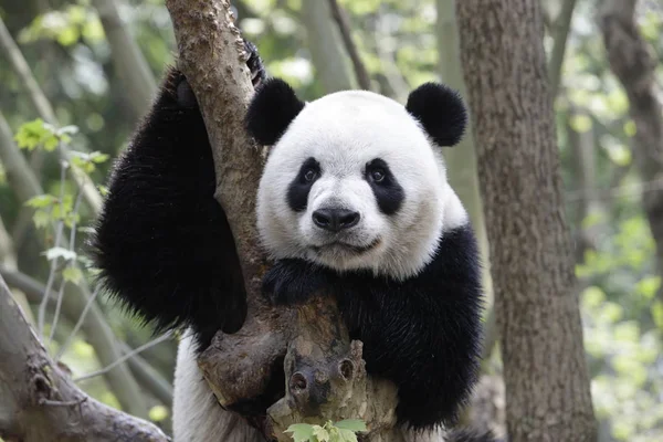 Panda Velká Kaikai Vyšplhá Strom Čcheng Výzkumné Základny Giant Panda — Stock fotografie