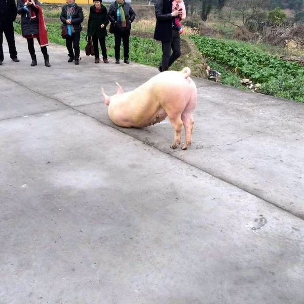 Gente Mira Cerdo Fugitivo Arrodillado Sus Extremidades Delanteras Frente Templo — Foto de Stock