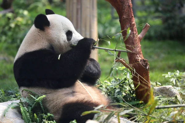 Egyik Két Óriás Panda Kínai Központi Kormány Macau Ajándékba Küldött — Stock Fotó