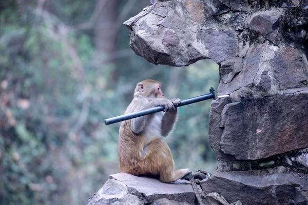 Macaco Brinca Com Tubo Plástico Zoológico Hangzhou Cidade Hangzhou Província — Fotografia de Stock