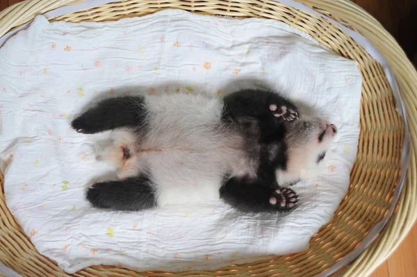 2015年8月21日 在中国西南四川省雅安市雅安碧峰峡大熊猫繁育研究中心 一只大熊猫幼崽在篮子里 — 图库照片