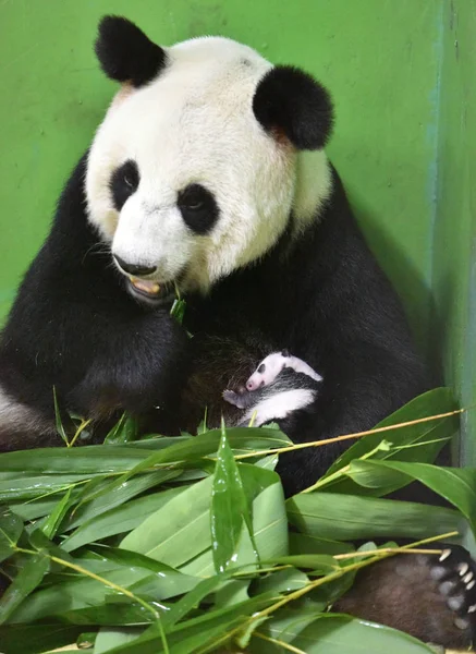 Panda Gigante Ting Ting Come Folhas Bambu Enquanto Mantém Seu — Fotografia de Stock