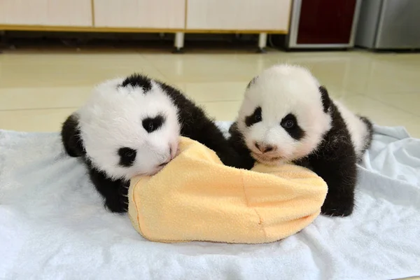 Los Cachorros Panda Gigantes Nacidos Este Año Son Fotografiados Durante — Foto de Stock