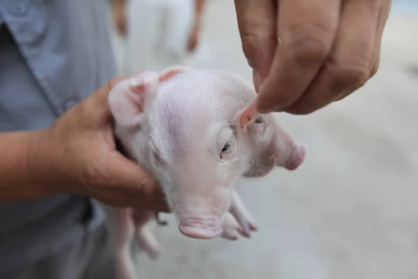 Agricultor Chinês Mostra Porco Duas Cabeças Uma Fazenda Cidade Xinkou — Fotografia de Stock