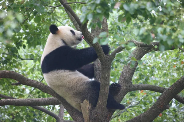 Giant Panda Jia Jia Vilar Ett Träd Ningbo Youngor Zoo — Stockfoto