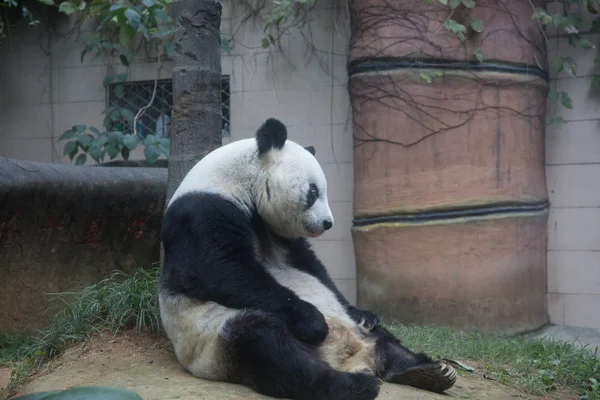 Mujer Años Edad Panda Gigante Basi Descansa Fuzhou Giant Panda — Foto de Stock