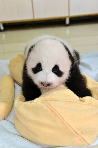 Cachorro Panda Gigante Nacido Este Año Representa Durante Evento Público —  Fotos de Stock