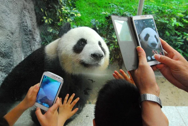 Látogatók Fotózni Egyik Két Óriás Panda Kína Központi Kormány Elküldte — Stock Fotó