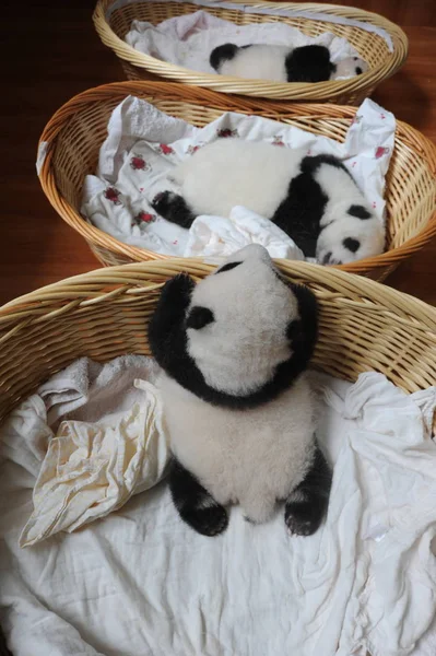 Des Petits Panda Géants Sont Représentés Dans Des Paniers Centre — Photo