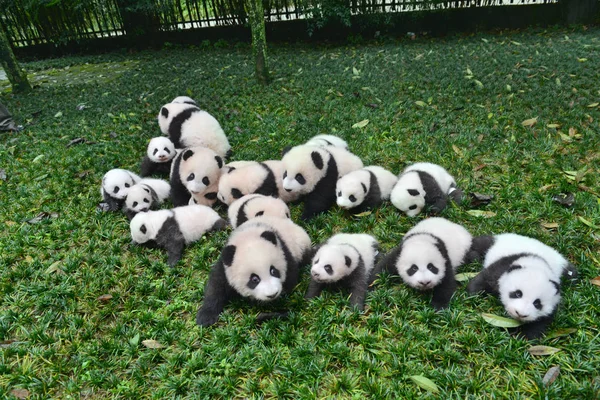 Die Diesem Jahr Geborenen Panda Jungen Werden Während Einer Öffentlichen — Stockfoto