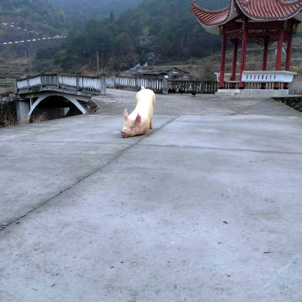 逃亡したブタは 春祭りの間に寺院の前でその前肢 または Tantou 村の中国の旧正月の休日 温州市 中国浙江省 ひざまずい2月22日2015 — ストック写真