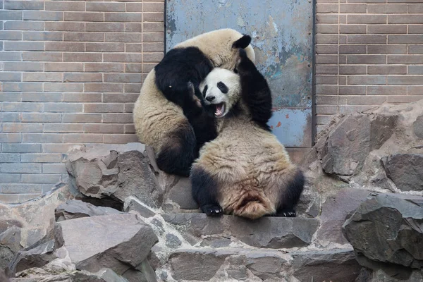 Die Riesenpanda Zwillinge Chengda Und Chengxiao Spielen Miteinander Zoo Von — Stockfoto