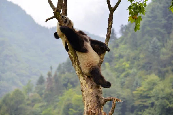 Ένα Panda Γίγαντας Κοιμάται Ένα Δέντρο Στο Gengda Βάση Της — Φωτογραφία Αρχείου