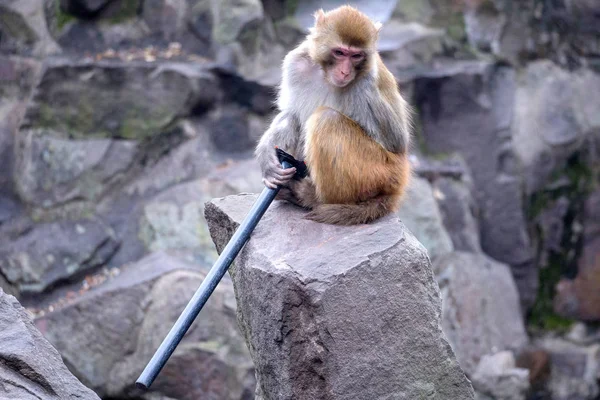 Małpa Gra Plastikową Rurkę Hangzhou Zoo Mieście Hangzhou Wschodnich Chinach — Zdjęcie stockowe