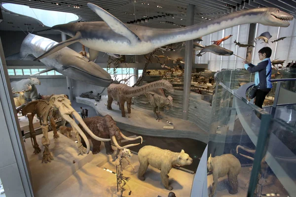 Visitante Toma Fotos Especímenes Animales Expuestos Museo Historia Natural Shanghái — Foto de Stock