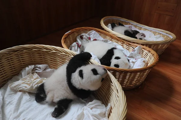 Cachorros Panda Gigantes Representan Cestas Centro Crianza Investigación Panda Gigante —  Fotos de Stock