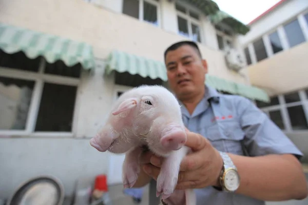 Čínský Farmář Ukazuje Dva Vedl Prasat Farmě Xinkou Městě Tianjin — Stock fotografie