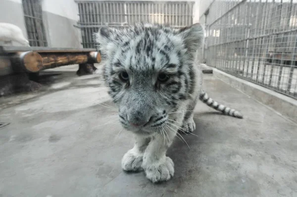 Bebê Cinco Meses Idade Tigre Branco Olha Através Vidro Jardim — Fotografia de Stock