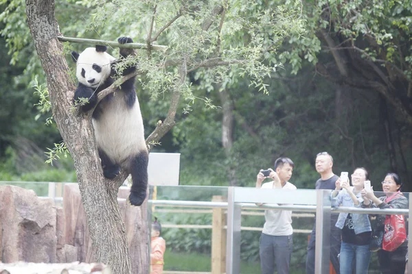 Egy Óriás Panda Szecsuán Tartományban Mászik Egy Jilin Szibériai Tigris — Stock Fotó