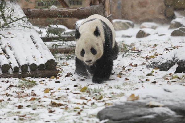 2015年11月24日 在中国东部山东省济南市一家动物园里 一只大熊猫在雪中行走 — 图库照片
