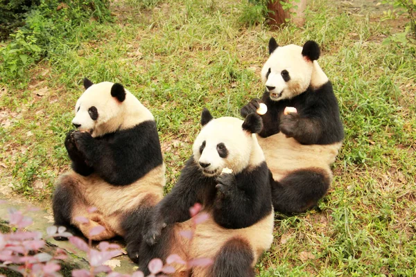 Гигантские Панды Отдыхают Исследовательской Базе Чэнду Городе Чэнду Провинция Сычуань — стоковое фото