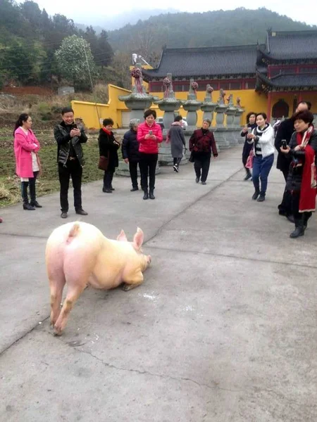 Gente Mira Cerdo Fugitivo Arrodillado Sus Extremidades Delanteras Frente Templo — Foto de Stock