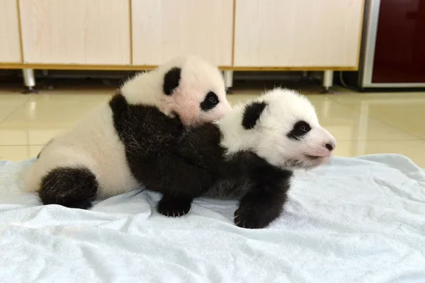 Óriás Panda Kölykök Született Ebben Évben Képen Során Egy Nyilvános — Stock Fotó