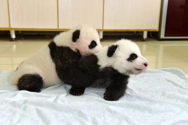 Reuzenpanda Welpen Geboren Dit Jaar Worden Afgebeeld Tijdens Een Publieksevenement — Stockfoto