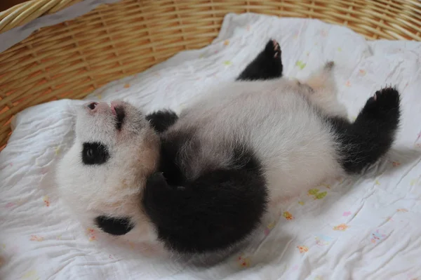 Cub Giant Panda Jest Zdjęciu Koszyku Bifengxia Pandy Hodowli Research — Zdjęcie stockowe