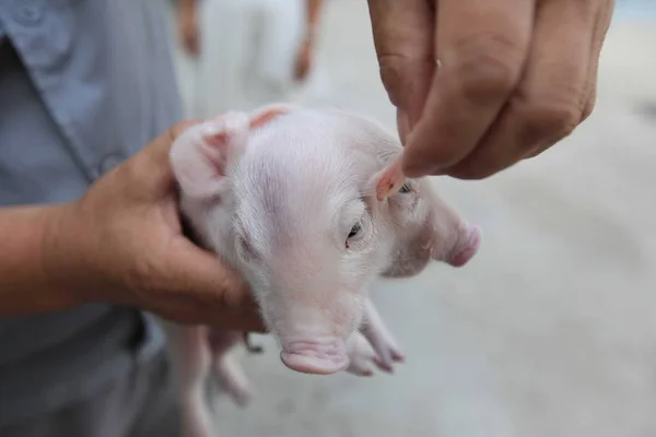 Čínský Farmář Ukazuje Dva Vedl Prasat Farmě Xinkou Městě Tianjin — Stock fotografie