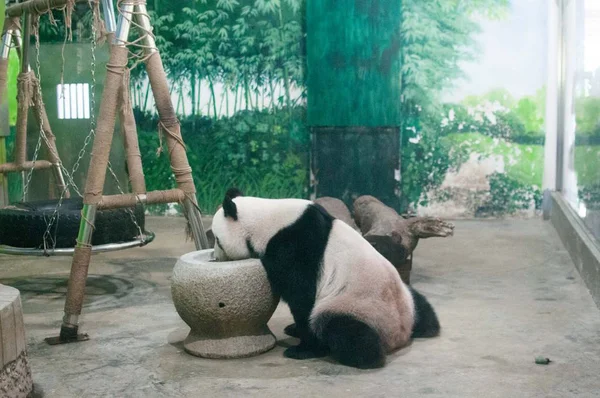 Giant Panda Zjada Kształcie Mooncake Pastewnych Zoo Mieście Liuzhou Chiny — Zdjęcie stockowe